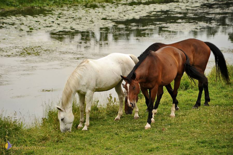 Nom de l'image : D30011783_1_(c)Norbert-JUNG — Description :